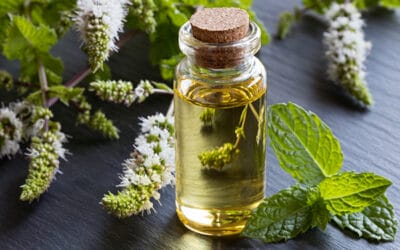 The Powerful Benefits of Peppermint Oil: Elevate Mood, Focus & Brand Experience