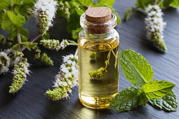 The Powerful Benefits of Peppermint Oil: Elevate Mood, Focus & Brand Experience